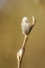 Eastern crack-willow (Salix euxina) pussy willow, detail, Upper Palatinate, Bavaria, Germany,