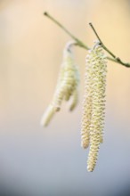 Common hazel (Corylus avellana) mal catkins, detail, Upper Palatinate, Bavaria, Germany, Europe