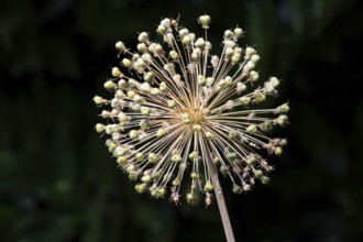 Ornamental leek (Allium), flower faded, with seed capsules, Baden-Württemberg, Germany, Europe