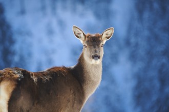 Red deer (Cervus elaphus) hind, portrait, in the mountains in tirol, snow, Kitzbühel, Wildpark