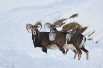 European mouflon (Ovis aries musimon) rams on a snowy meadow in the mountains in tirol, Kitzbühel,