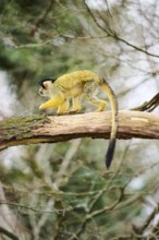 Black-capped squirrel monkey (Saimiri boliviensis) in a tree, Bavaria, Germany, Europe