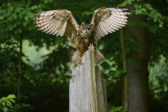 Eurasian eagle-owl (Bubo bubo), flying on tree trunk in forest, Bohemian Forest, Czech Republic,