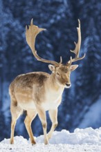 European fallow deer (Dama dama) buck on a snowy meadow in the mountains in tirol, Kitzbühel,