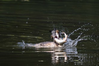 Great Crested Grebe (Podiceps cristatus), with captured large perch in its bill, Hesse, Germany,