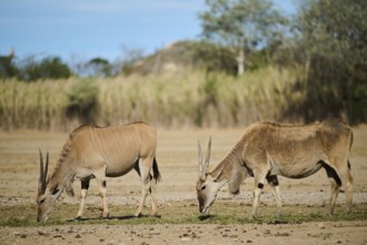 Common eland (Taurotragus oryx) standing in the dessert, captive, distribution Africa