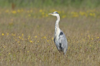 Grey heron (Ardea cinerea) in a dry meadow, Lauersmeer National Park, Holland, Netherlands