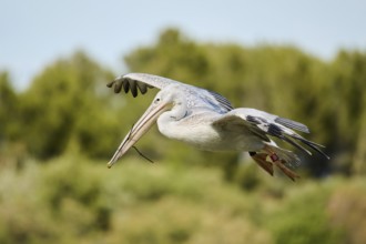 Great white pelican (Pelecanus onocrotalus) flying, France, Europe