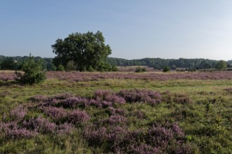 Heath blossom on the heath in the Lüneburg Heath nature reserve. Niederhaverbeck, Lower Saxony,