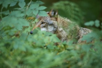 European gray wolf (Canis lupus), in the forest, portrait, Germany, Europe