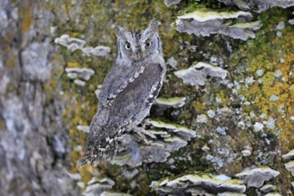 European scops owl (Otus scops), adult, on tree, in winter, alert, Bohemian Forest, Czech Republic,