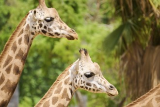 Reticulated (Giraffa camelopardalis reticulata) giraffes, portrait, captive, distribution Africa