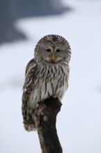 Ural Owl (Strix uralensis), adult, in winter, snow, perch, Bohemian Forest, Czech Republic, Europe