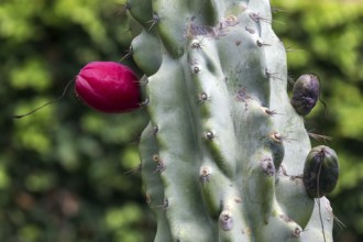 Cactus, cactus fruit, ripe fruit of the Peruvian apple cactus (Cereus repandus), Botanical Garden