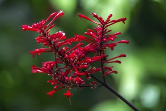 Flower of Odontonema tubaeforme, Botanical Garden Funchal, Jardim Botanico, Madeira, Portugal,