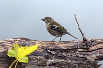 Madeiran chaffinch (Fringilla coelebs maderensis), sitting on a branch, Madeira, Portugal, Europe