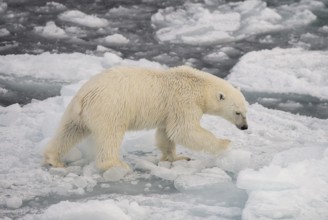 Polar bear (Ursus maritimus) on the pack ice, Svalbard Island, Svalbard archipelago, Svalbard and