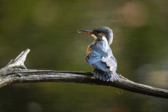 Common kingfisher (Alcedo atthis), Emsland, Lower Saxony, Germany, Europe