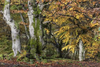 Old copper beeches (Fagus sylvatica) in the Hutewald Halloh, Hesse, Lower Saxony