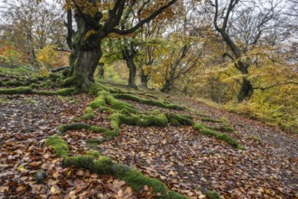 Old copper beeches (Fagus sylvatica) in the Hutewald Halloh, Hesse, Lower Saxony