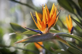 Strelitzia (Strelizia), Royal Botanic Gardens (Kew Gardens), London, England, Great Britain