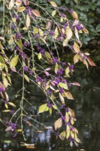 Fair fruit (Callicarpa bodnieri), Emsland, Lower Saxony, Germany, Europe