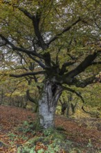 Ancient copper beech (Fagus sylvatica), Hutebuche, Hutewald Halloh, Hesse, Germany, Europe