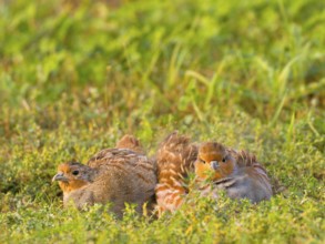 Gray partridges (Perdix perdix), taking a dust bath on a fallow land, Solms, Hesse, Germany, Europe