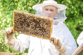 Beekeeper with bees, Black Forest, Gechingen, Germany, Europe