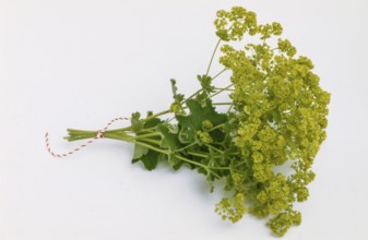 Lady's mantle, also known as common lady's mantle (Alchemilla vulgaris), The positive healing