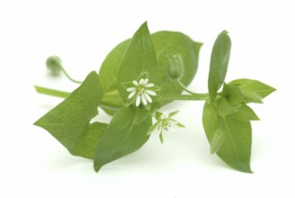 Greater stitchwort (Stellaria holostea), Rabelera holostea, also Common Chickweed, medicinal plant