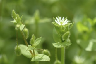 Greater stitchwort (Stellaria holostea), Rabelera holostea, also Common Chickweed, medicinal plant