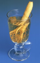 Ginseng (Panax ginseng) Ginseng wine, ginseng, ginseng root, medicinal plant of Asian medicine