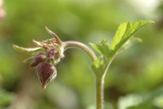 Water avens (Geum rivale), medicinal plant, medicinal use