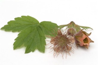 Water avens (Geum rivale), medicinal plant, medicinal use