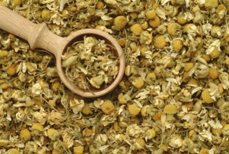 Dried blossoms of the true camomile (Matricaria recutita) medicinal plant, true camomile, can