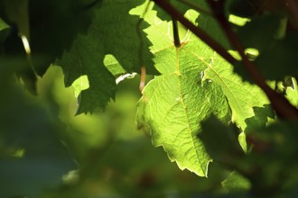 Vine leaf from a vineyard on the Moselle backlit, Rhineland-Palatinate