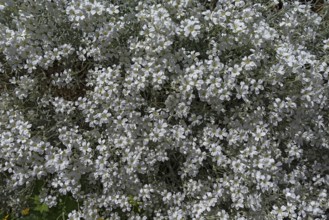 Flowering hornwort (Cerastium tomentosum), Bavaria, Germany, Europe