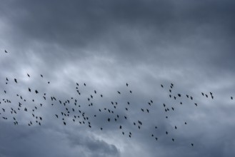 Common starling (Sturnus vulgaris) gather under grey hillem to fly south, Franconia, Bavaria,