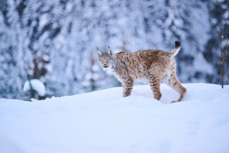 Eurasian lynx (Lynx lynx) standing in the snow, Wildpark Aurach, Kitzbühl, Tirol, Austria, Europe