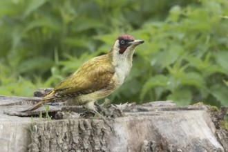 Green woodpecker foraging, Upper Austria, Austria, Europe