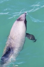 Hector-Delphin (Cephalorhychus hectori), Bootsfahrt, Akaroa, Banks-Halbinsel, Canterbury,