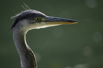 Grey heron (Ardea cinerea), animal portrait, Stuttgart, Baden-Württemberg, Germany, Europe