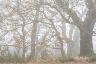 English oaks (Quercus robur) in Nebel, Emsland, Lower Saxony, Germany, Europe