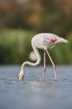 Greater Flamingo (Phoenicopterus roseus) walking in the water, Parc Naturel Regional de Camargue,