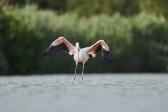 Greater Flamingo (Phoenicopterus roseus), landing in the water, Parc Naturel Regional de Camargue,