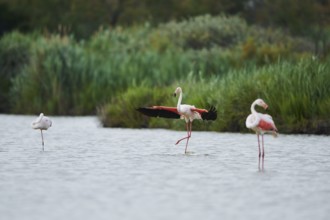 Greater Flamingo (Phoenicopterus roseus), landing in the water, Parc Naturel Regional de Camargue,