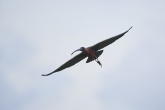 Glossy ibis (Plegadis falcinellus) flying in the sky, Camargue, France, Europe