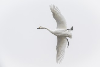 Whooper swan (Cygnus cygnus) flying, Emsland, Lower Saxony, Germany, Europe