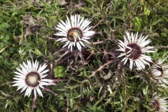 Silver thistle (Carlina acaulis), Oytal, near Oberstdorf, Allgäu Alps, Oberallgäu, Allgäu, Bavaria,